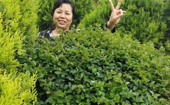 pornhub janpese 韩国